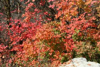 Judy Erickson, Tree, Rocky Mountain Maple02